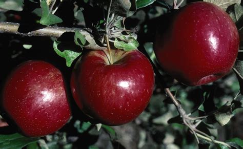 Find compatible pollenizers for Sweet Sixteen apple trees, based on flowering group, parentage, self-fertility and other attributes. March 2023 Pot grown trees available to order now for delivery from 13th April